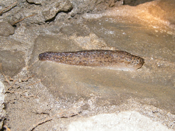 Limax del bivonae-gruppo della Sicilia